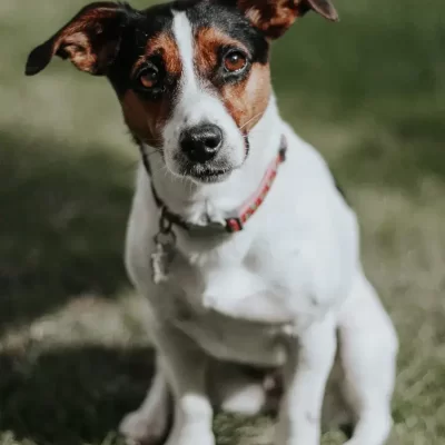 Manassas_Animal_Hospital_Services6